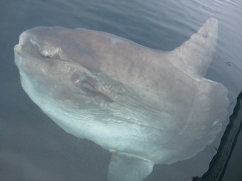 マンボウ